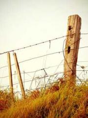 My seven stunning an