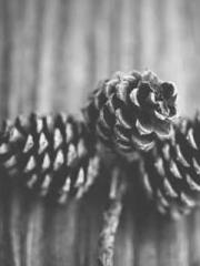 Yellow Spring Expres