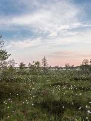 Eternal Sword Ancest