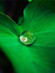Transmigration: Feel