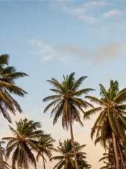 I have seven fairy g