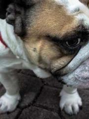 The wife wishes to b